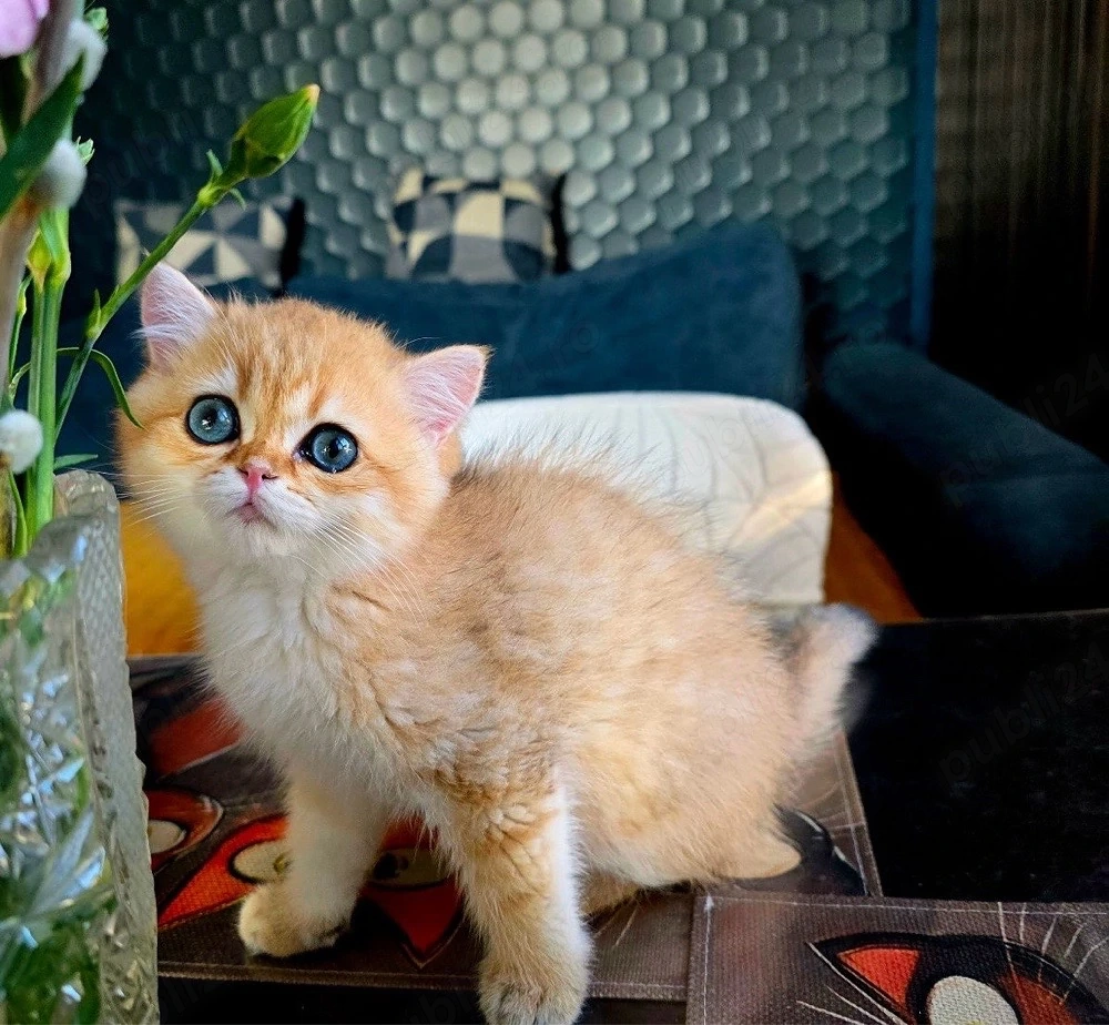 British short hair golden 