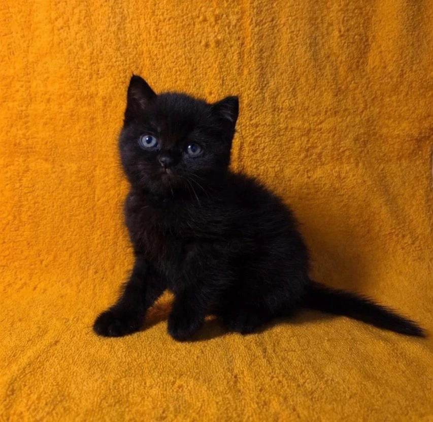 British short hair black 