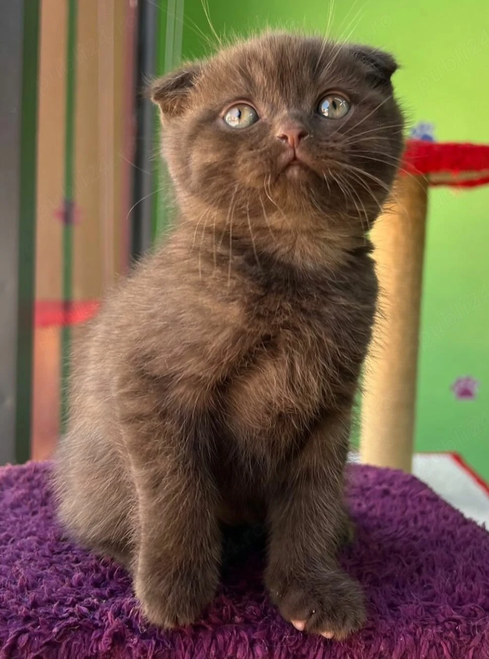 Scottish Fold Cinnamon 