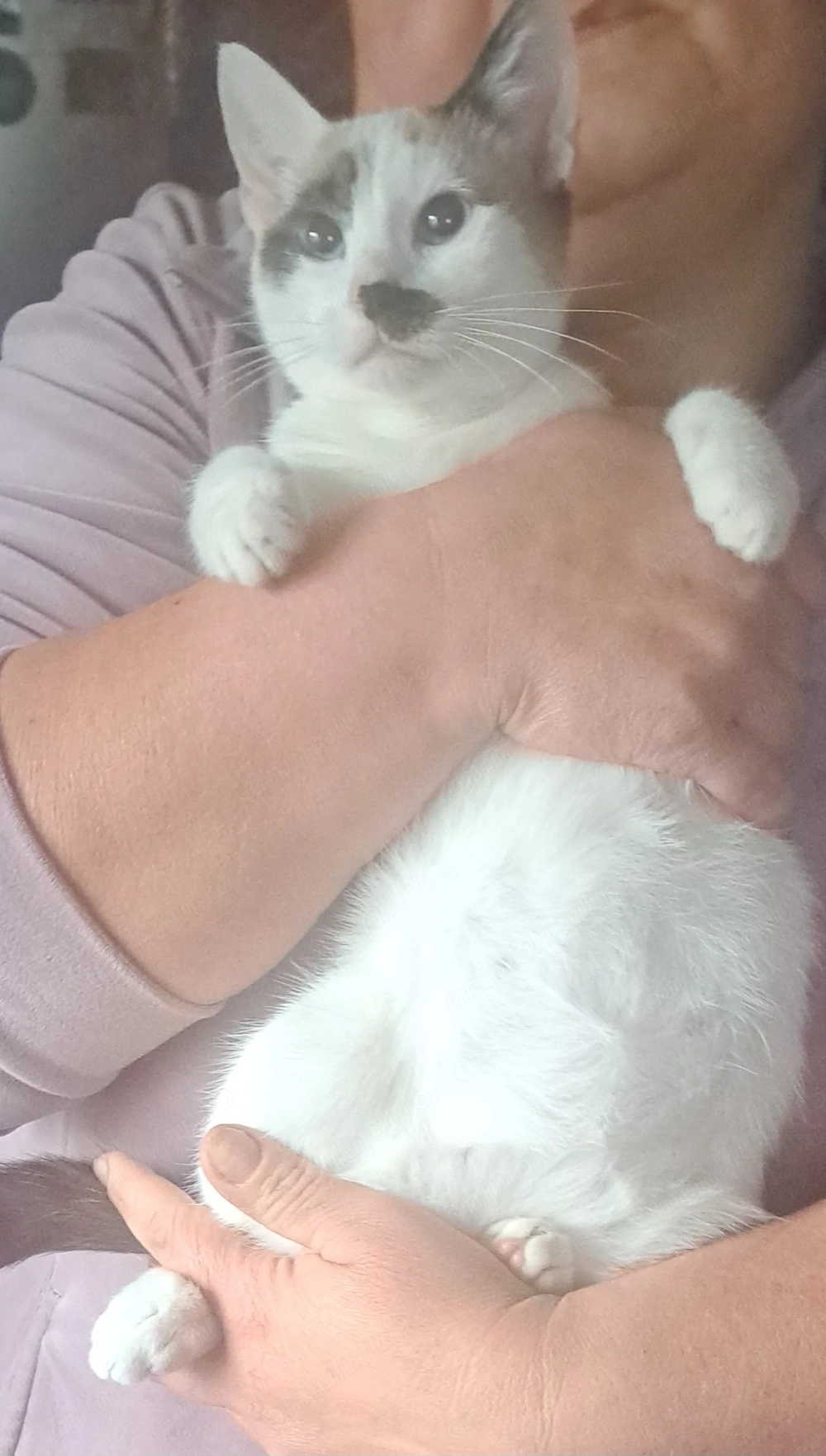 Pisica siameza de rasa 