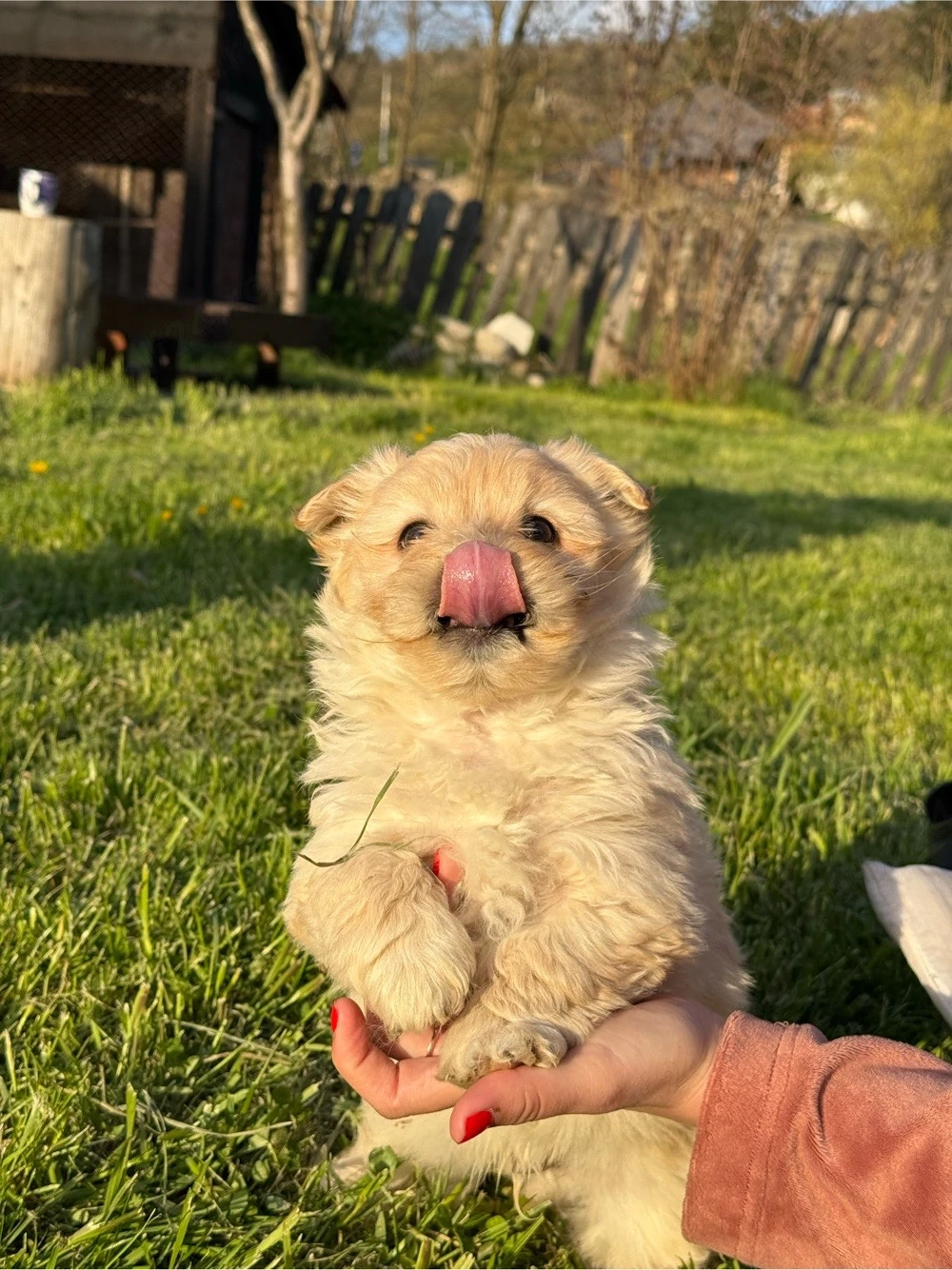 bichon maltez