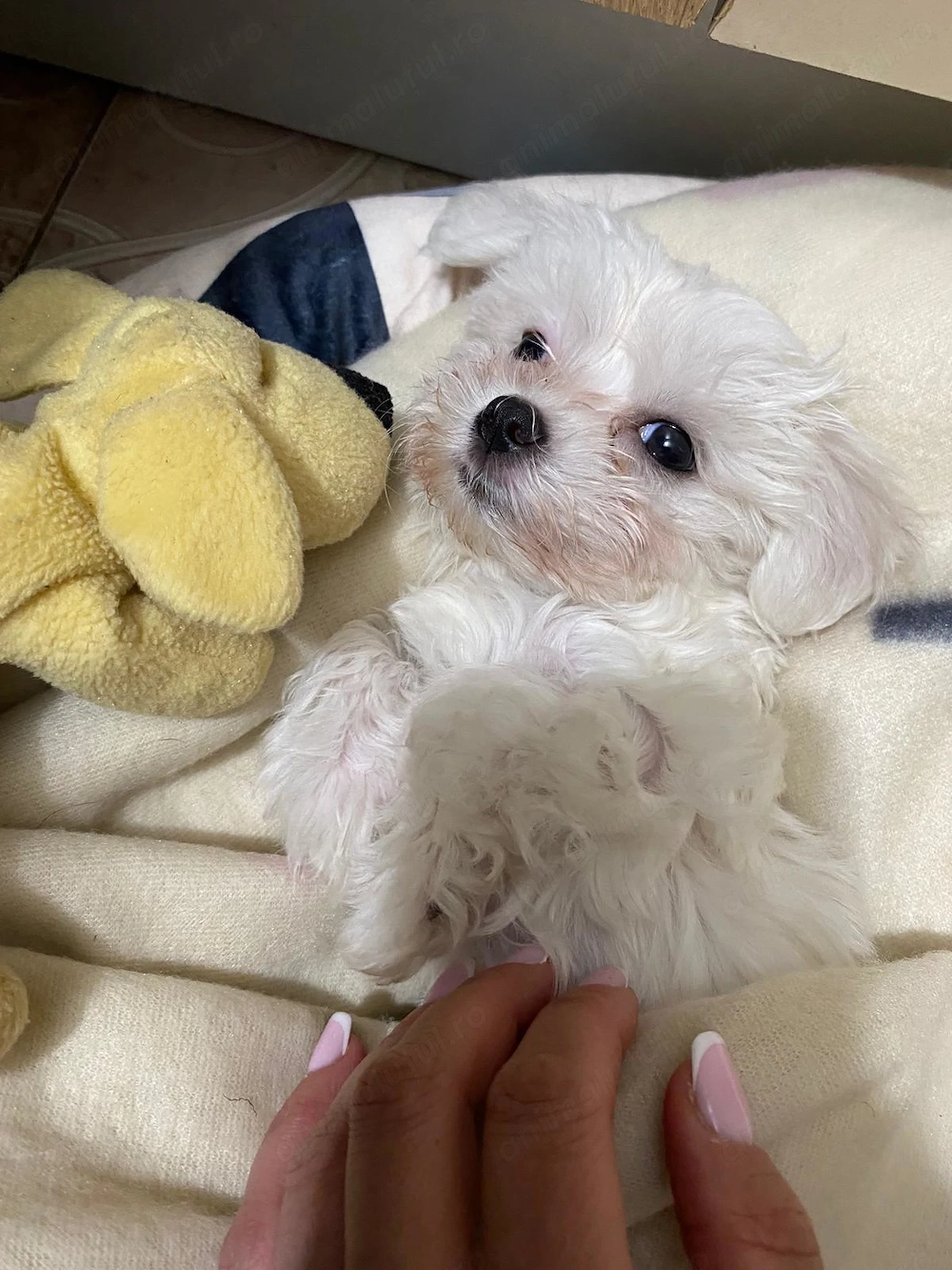 Bichon maltez minitoy 