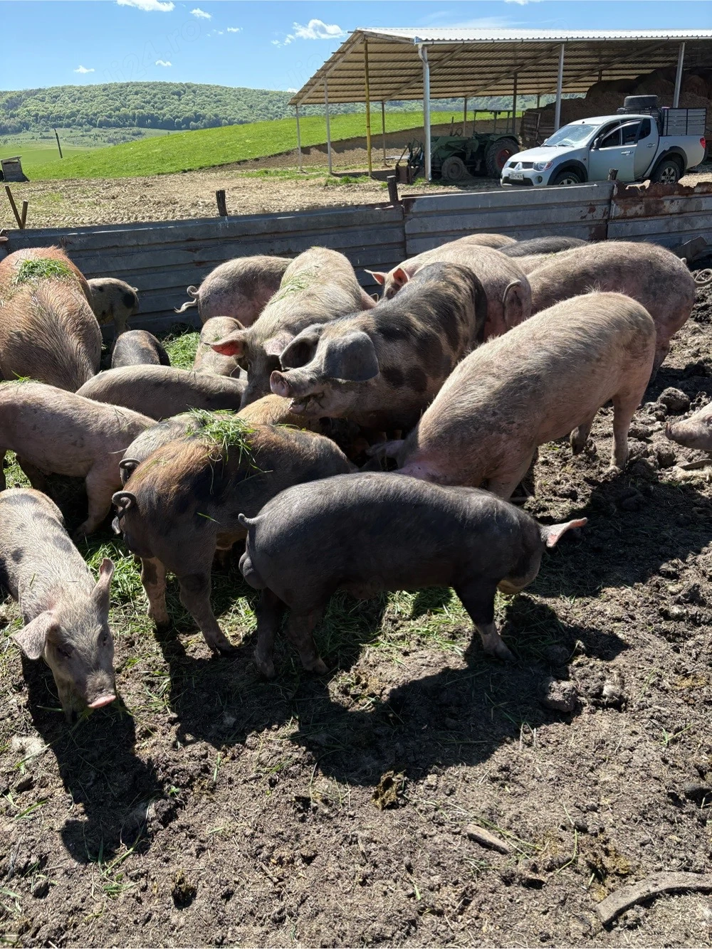 vînd porci de casă
