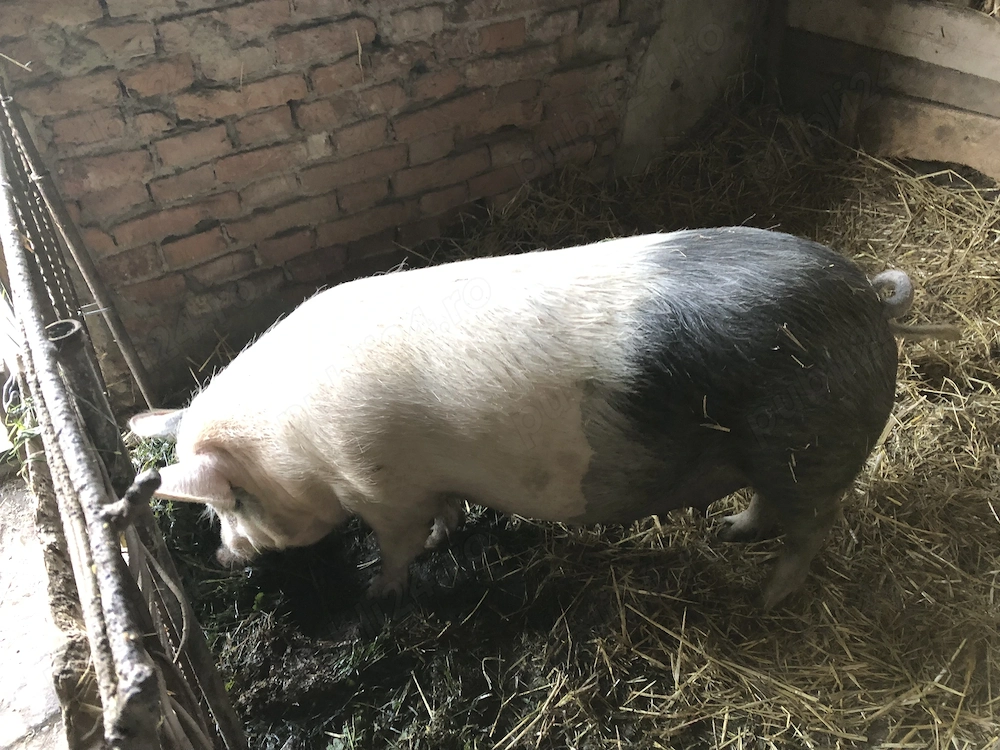 Vind șoldănuță  gestantă 