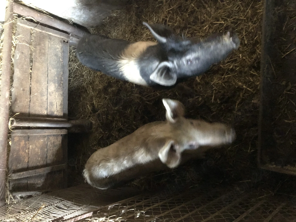 Vând șoldani (porci)