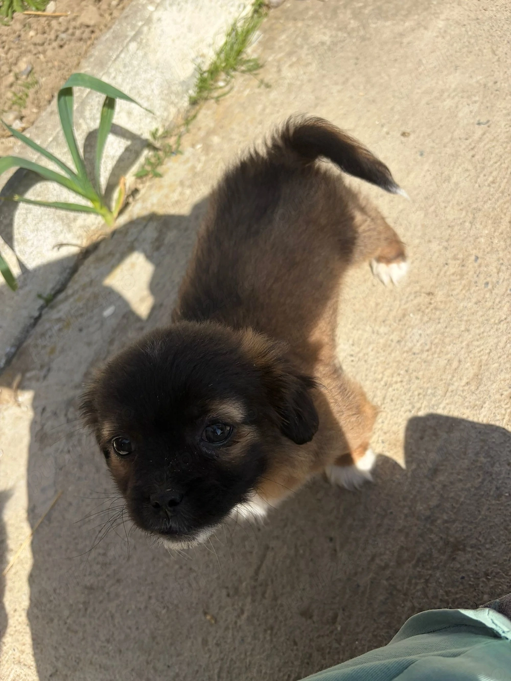 catelusi pekinezi baietei