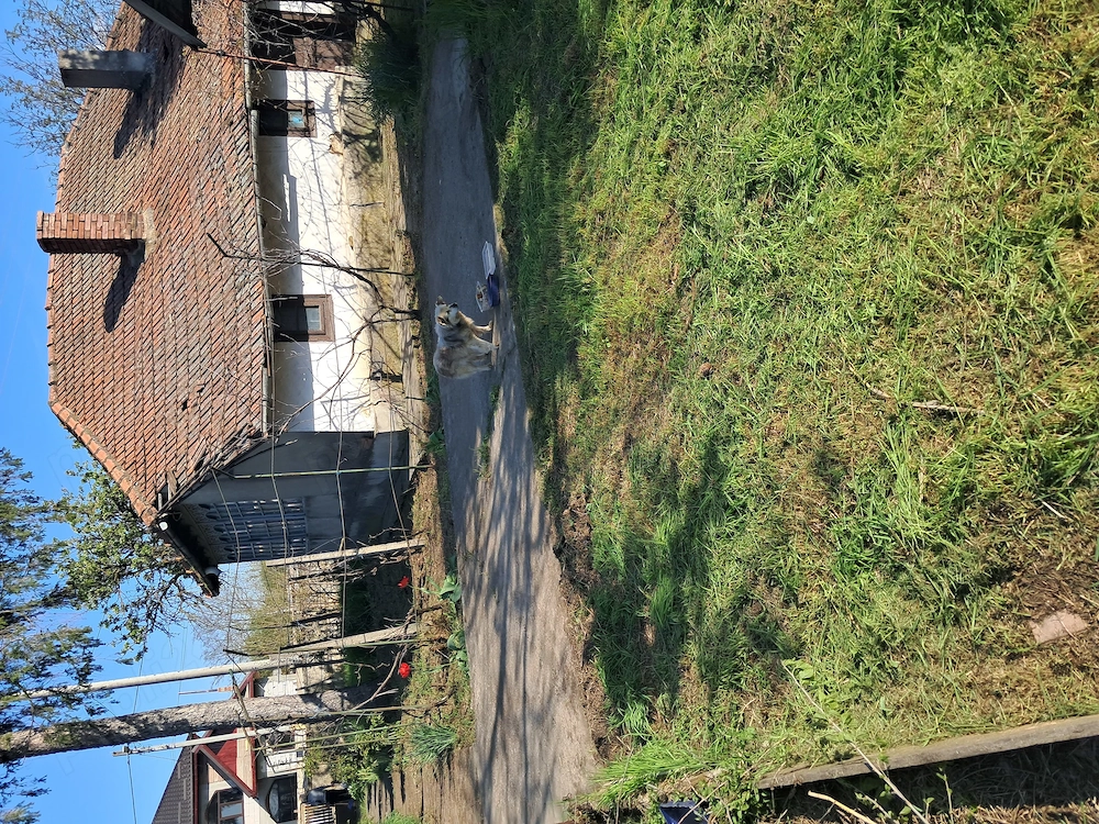 Teren intravilan 1139mp Boranesti, Ialomița, acte la zi.