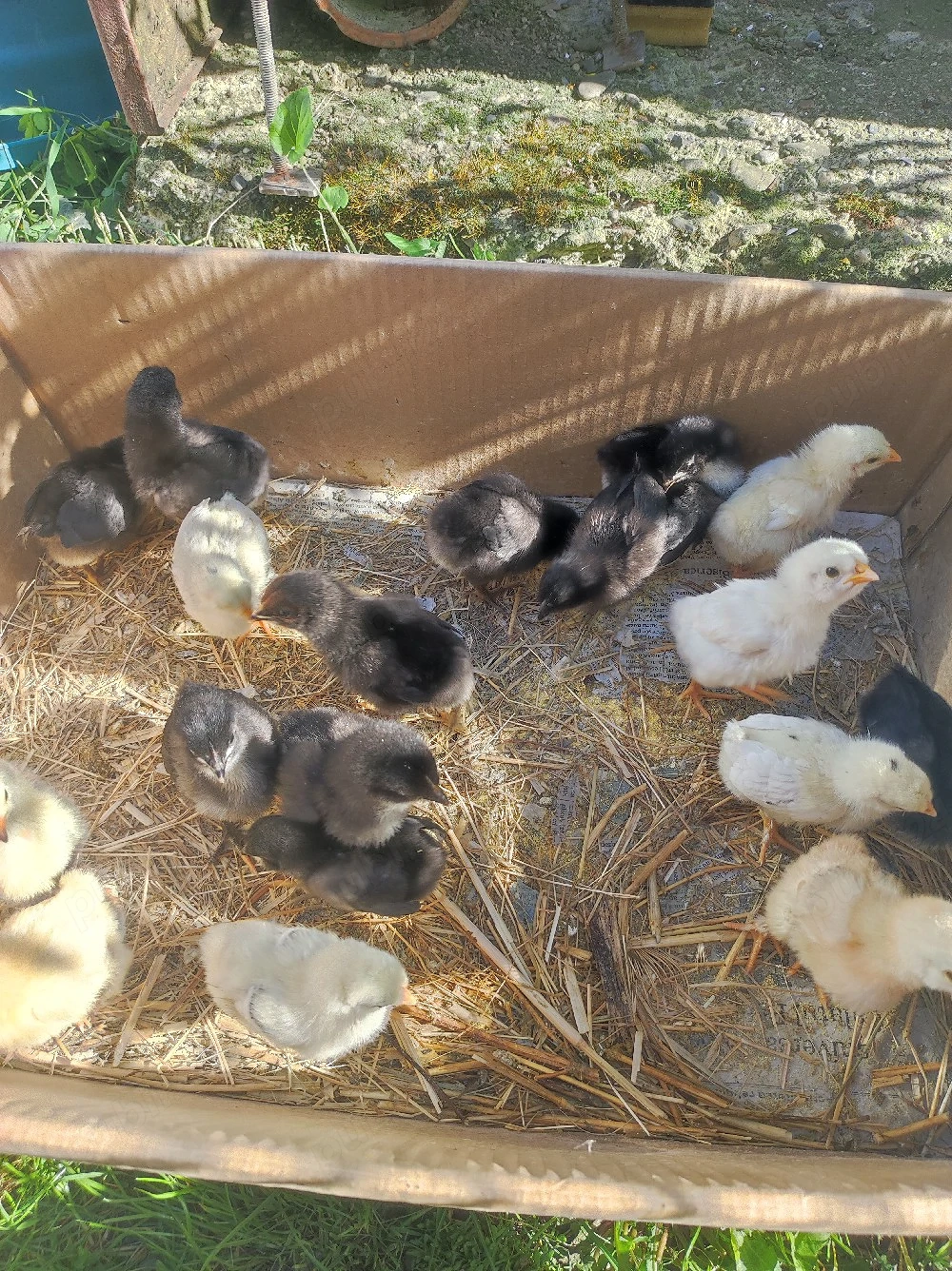 pui de gaină de rasa 