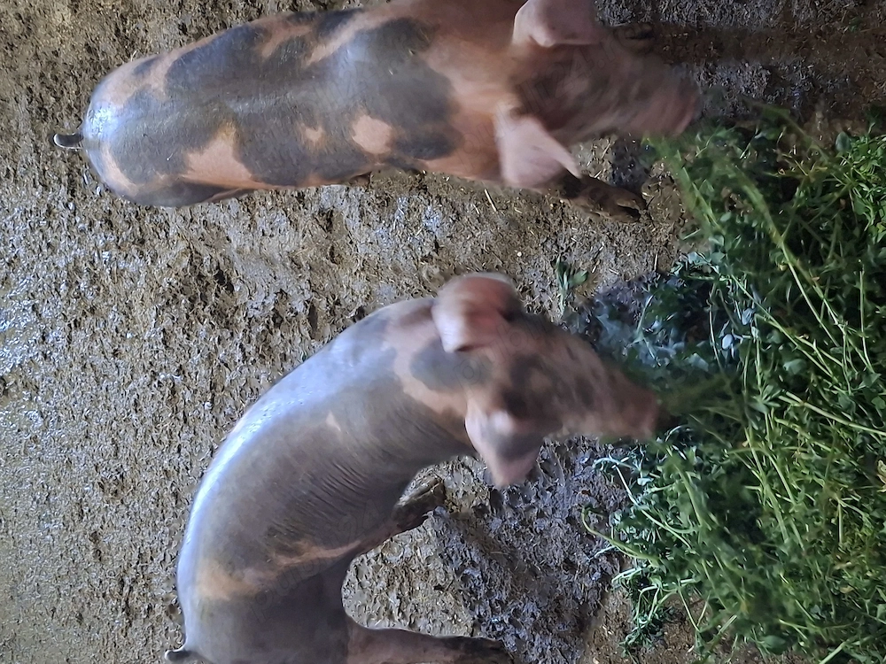 2 buc de purcei de vanzare duroc si pietran.