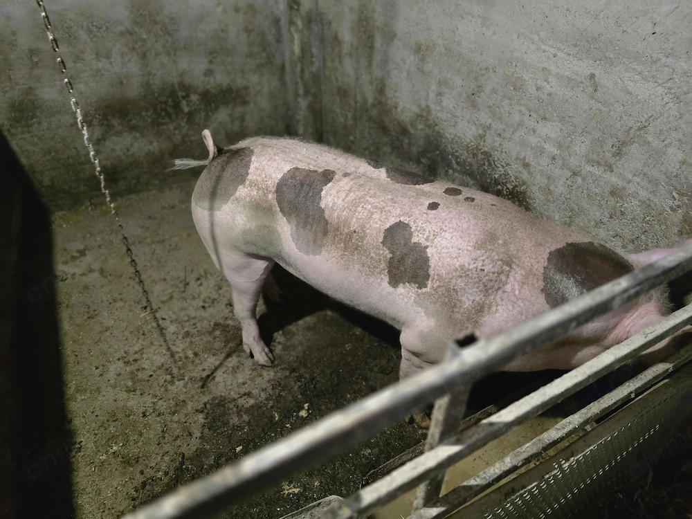 Vând Petran ver de producere pur de sămânță