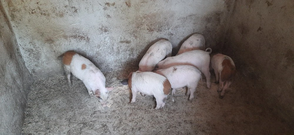 Purcei Mangalița x Landrace