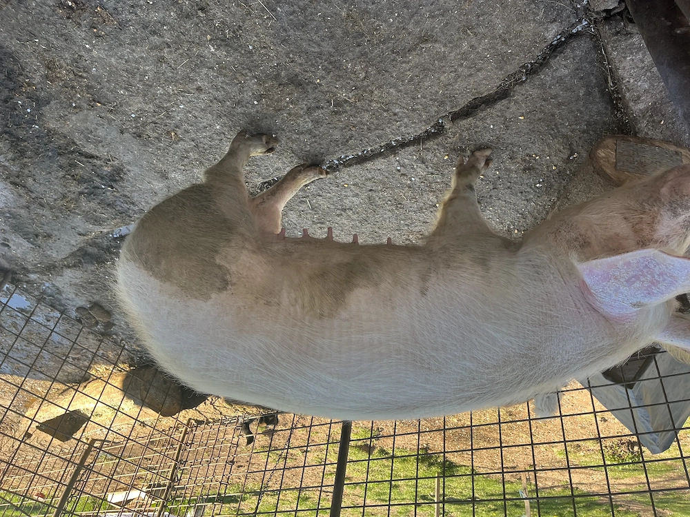 Scrofita pt reproductie