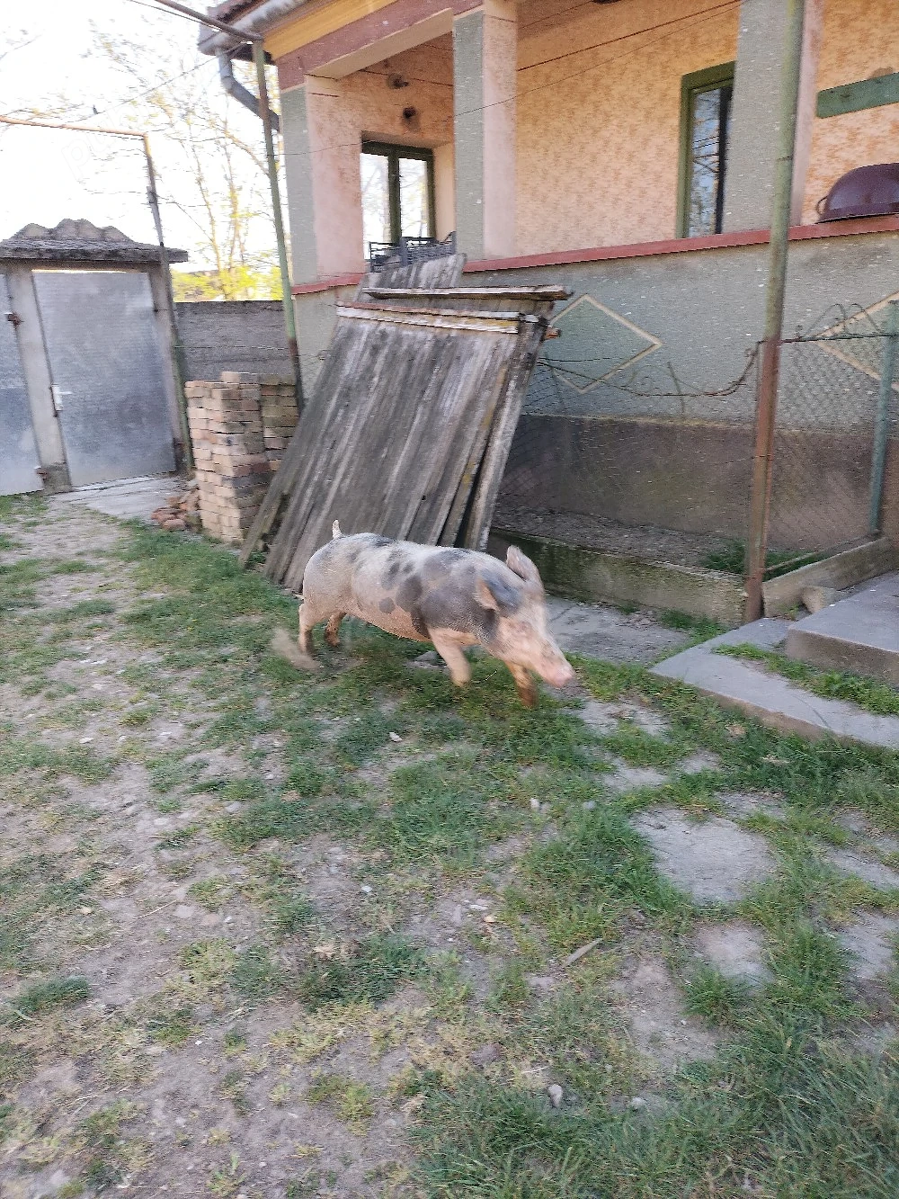 porci de carne 