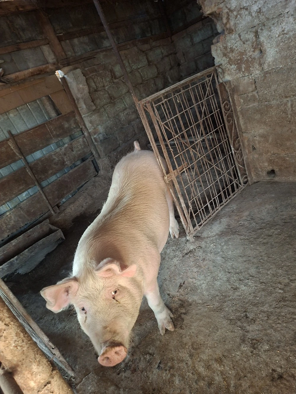 porc de vânzare 