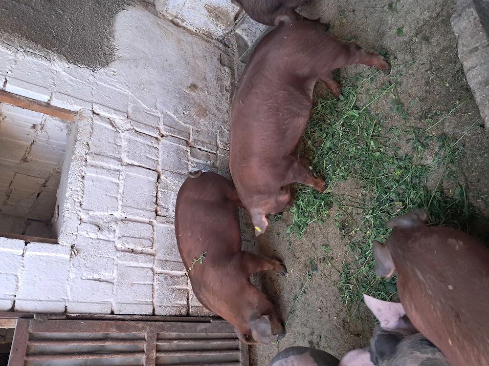 Disponibili grasuni duroc