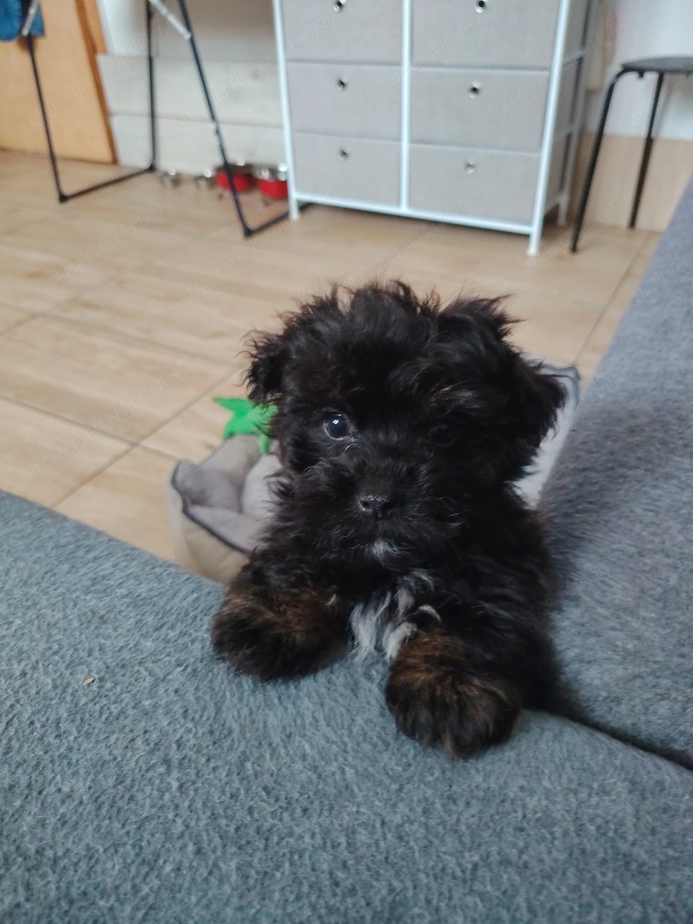 Donez pui bichon havanez mascul vârstă 3 luni 