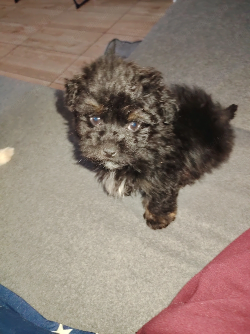 donez bichon havanez mascul 