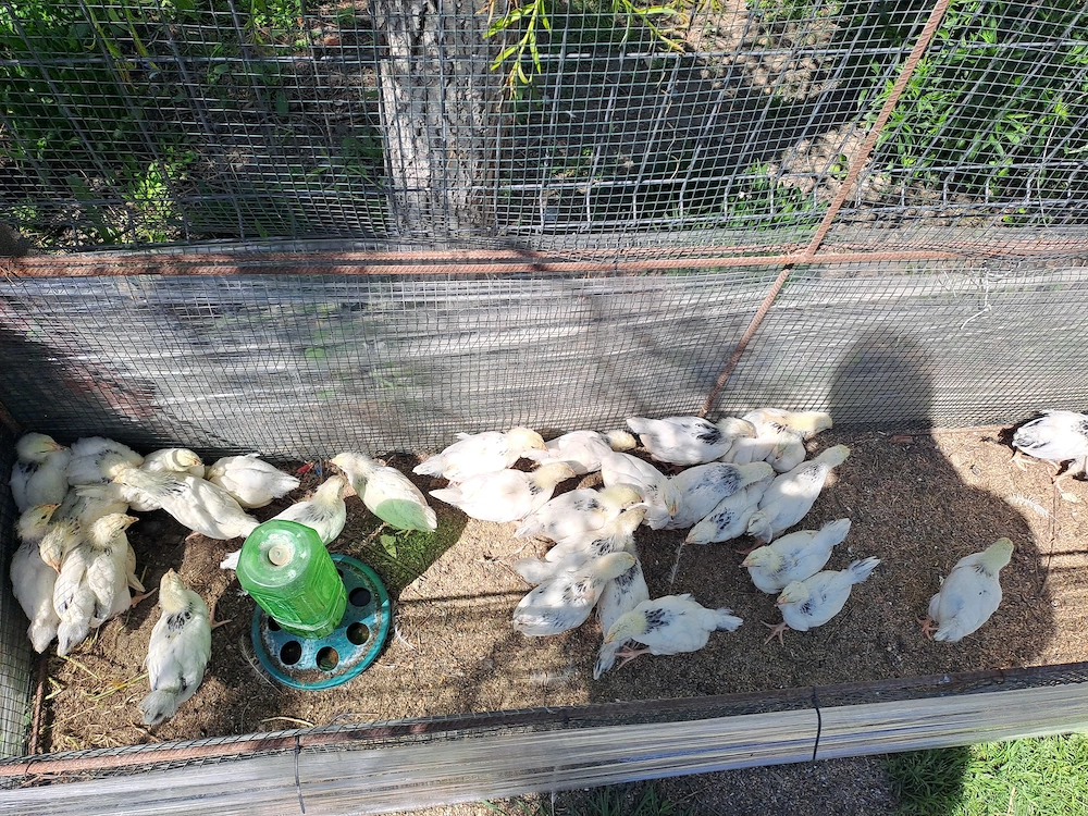 Pui de gaina rasa Sussex, hd si silver