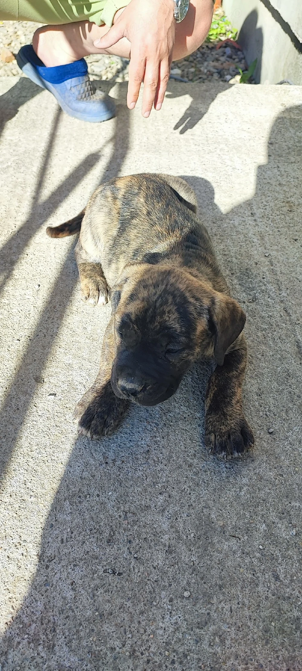 presa canario 