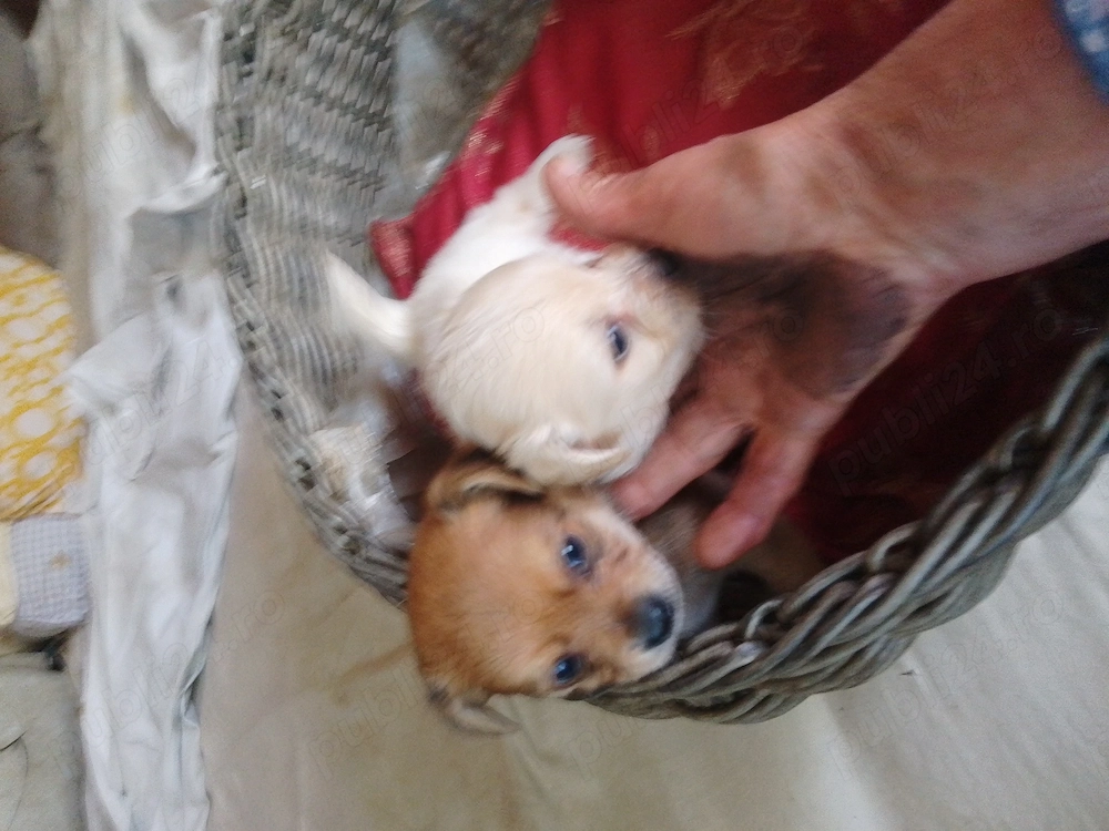 Chihuahua , prietenul ideal! 