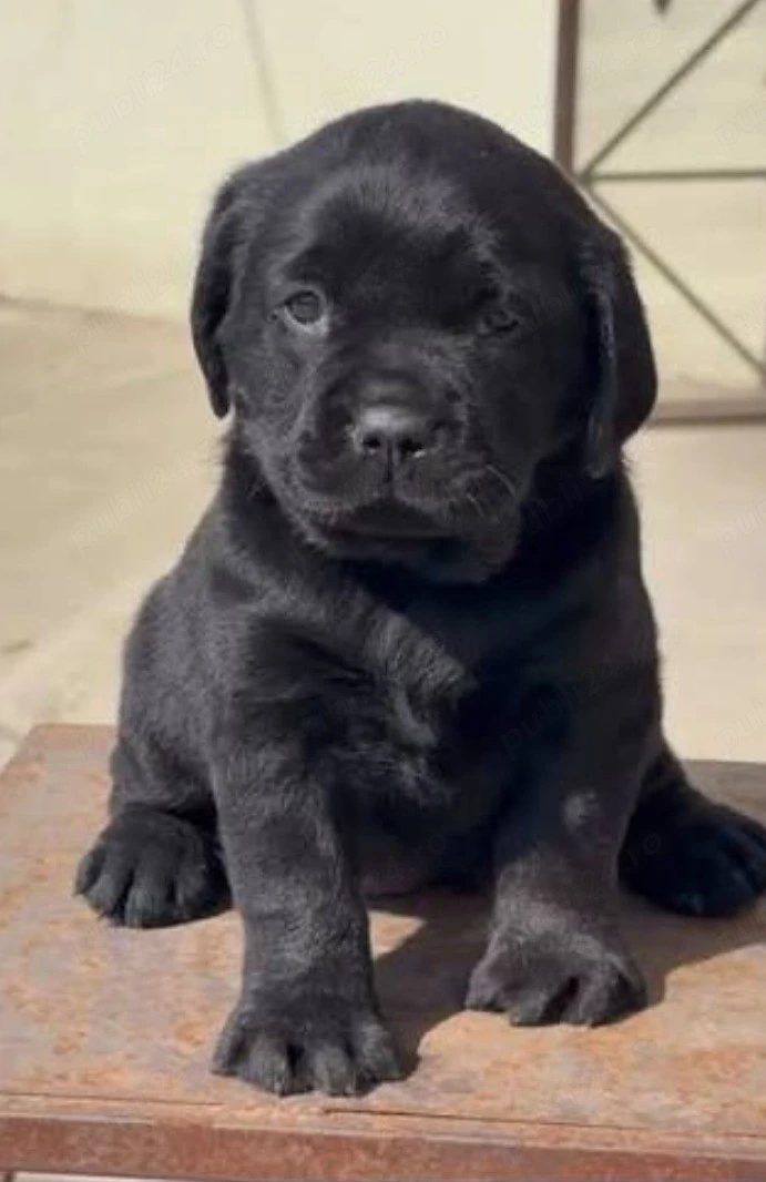  Labrador Retriever Black   6 Săptămâni