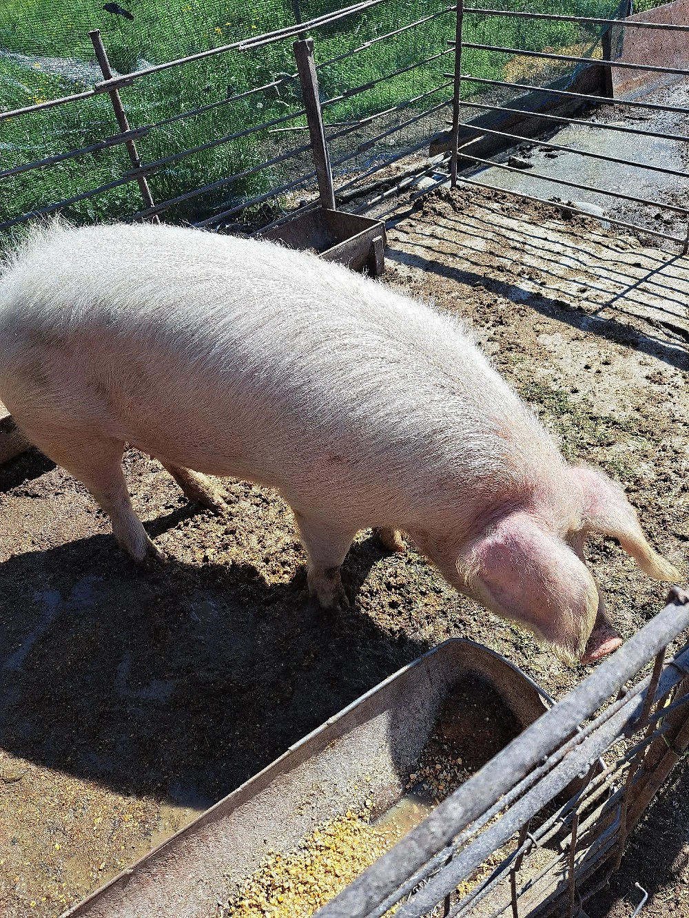 porc de vanzare