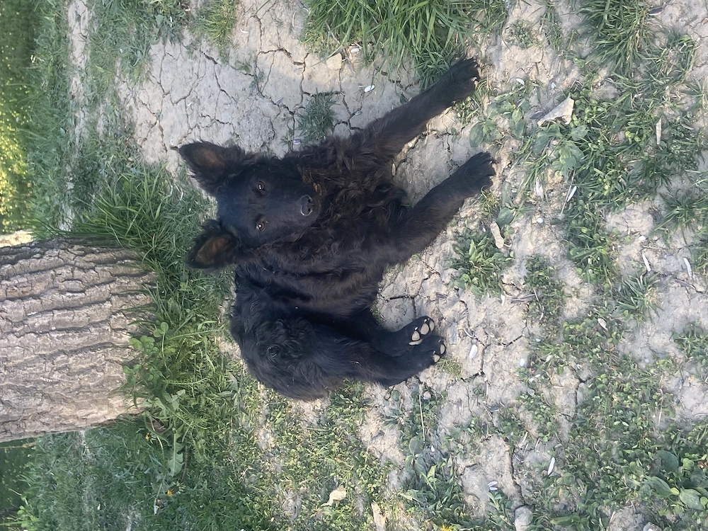 Căței de întors rasa Mudi import Ungaria 