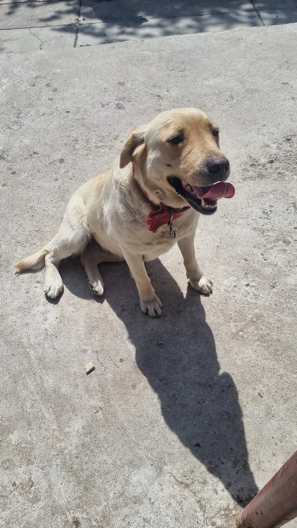 labrador american 