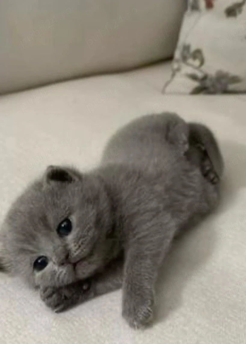 fetita si baietel scottish fold blue