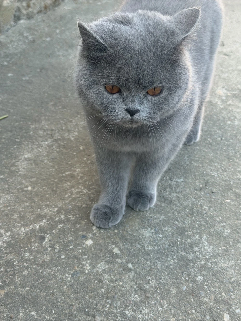 vand pisicuta british