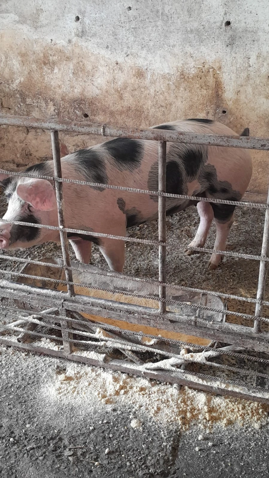 porci de casa nu ferma 
