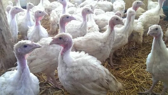 Pui albi de carne, pui colorați rasă mixtă kabir, pui de curcă rase grele, bibilici, boboci de rață 