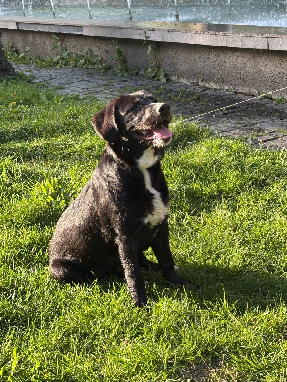 Se ofera spre VANZARE  Labrador Metis, Femela