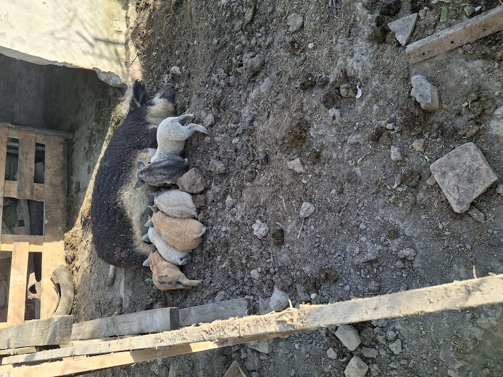 Vând scroafa mangalita cu purcei 