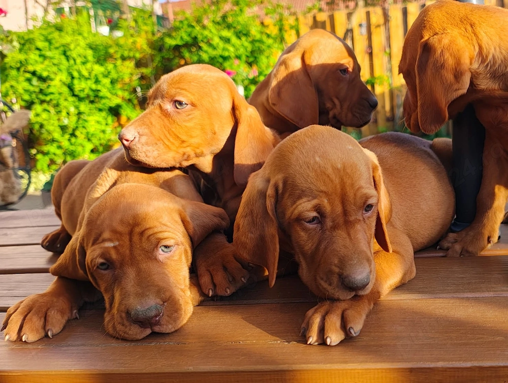 Vizsla vijla vizsla maghiar 