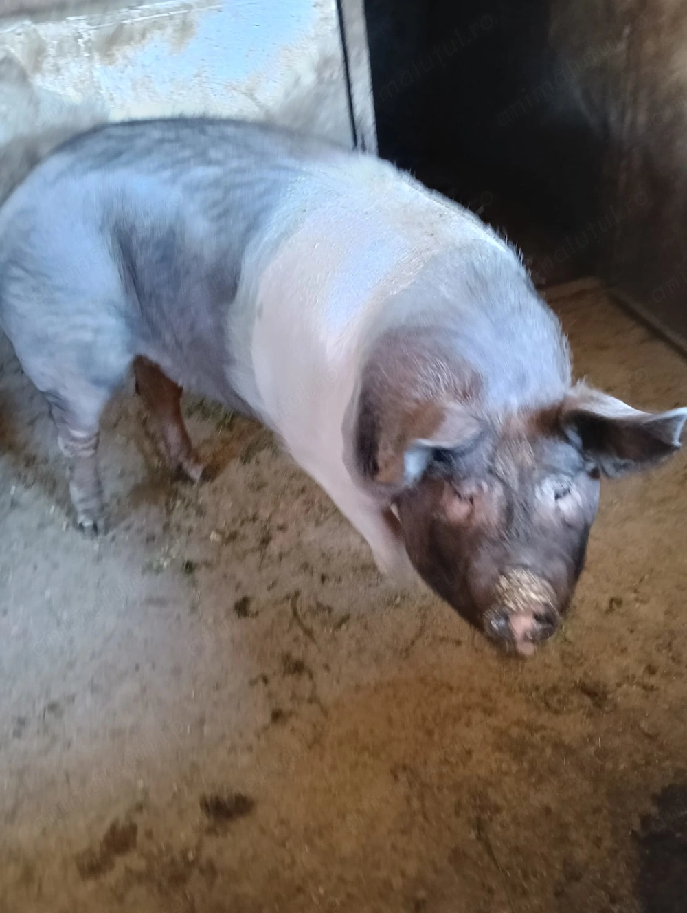 Vind porc 150  160 kg