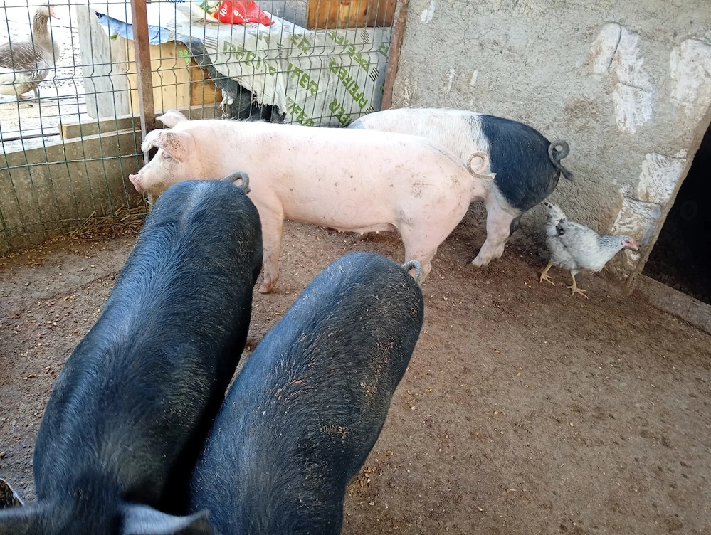 Porci de vânzare 13 lei kilogramul 