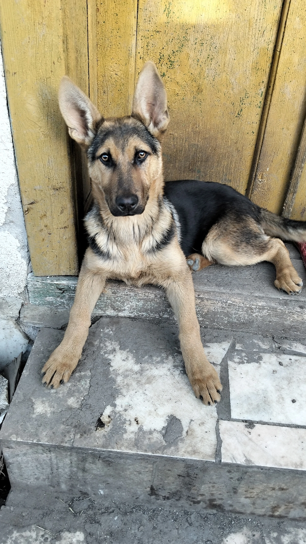 Ciobanesc German de vânzare 