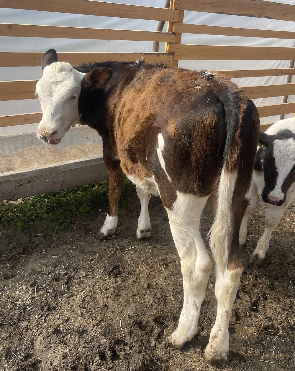 Vițea de vânzare !