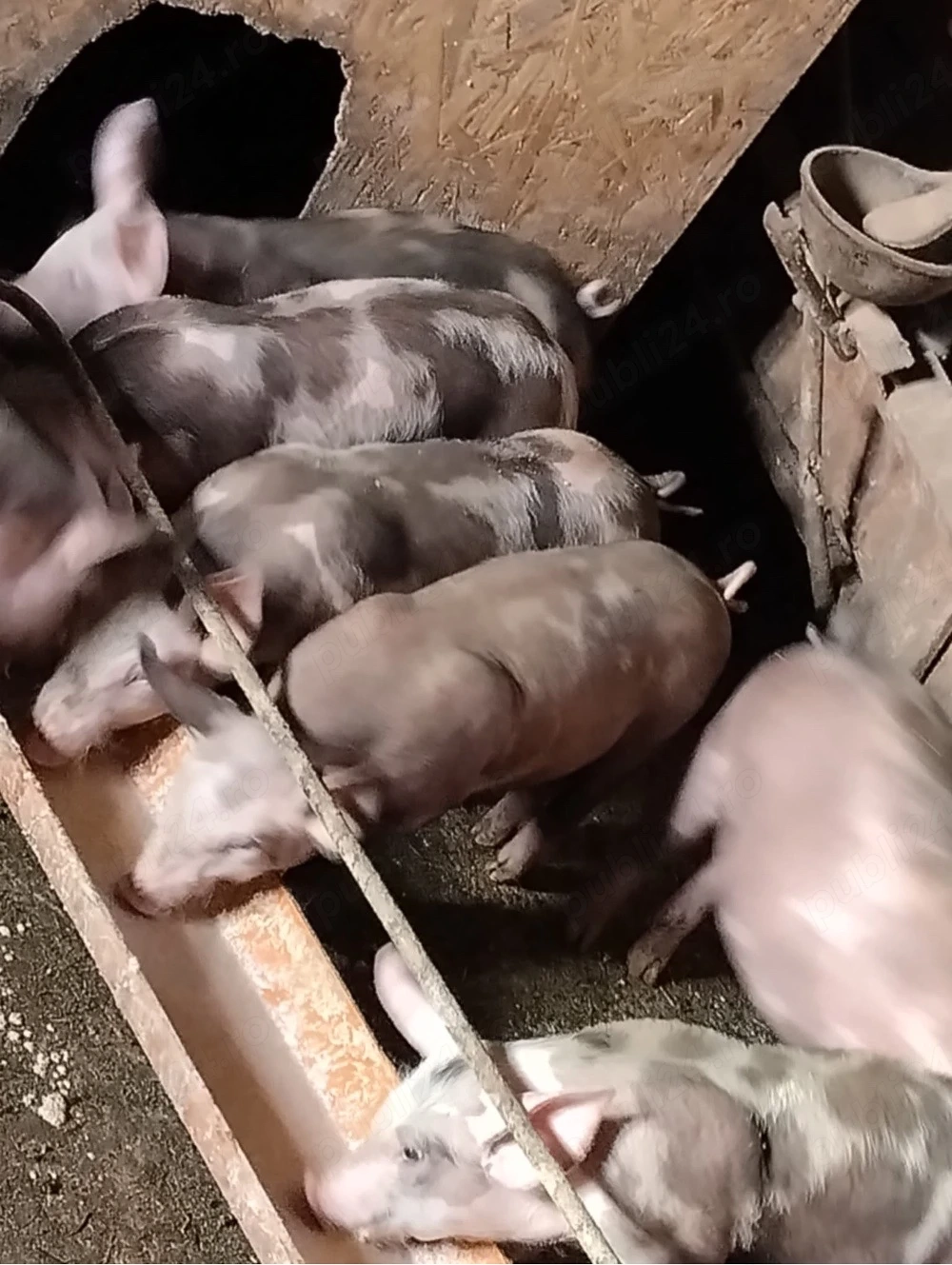 Vând purcei Petrean Belgian   masculi, 10 săptămâni