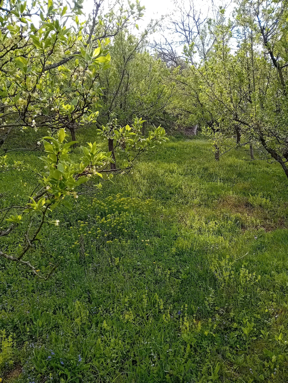 Vând teren extravilan