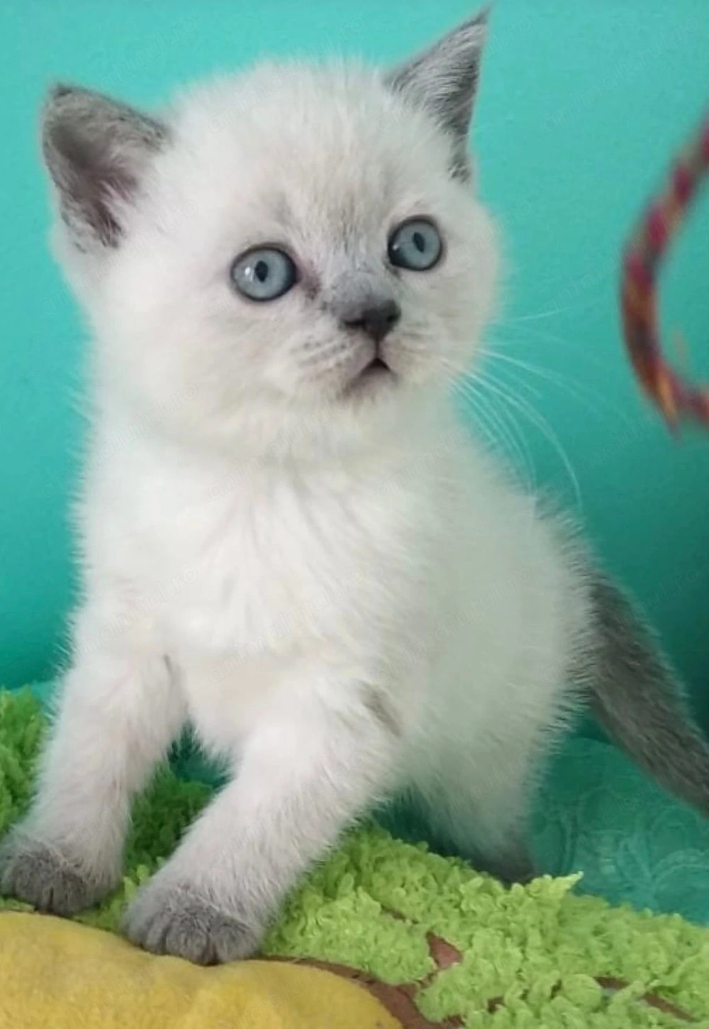 Ragdoll fetița și baietel 900 lei