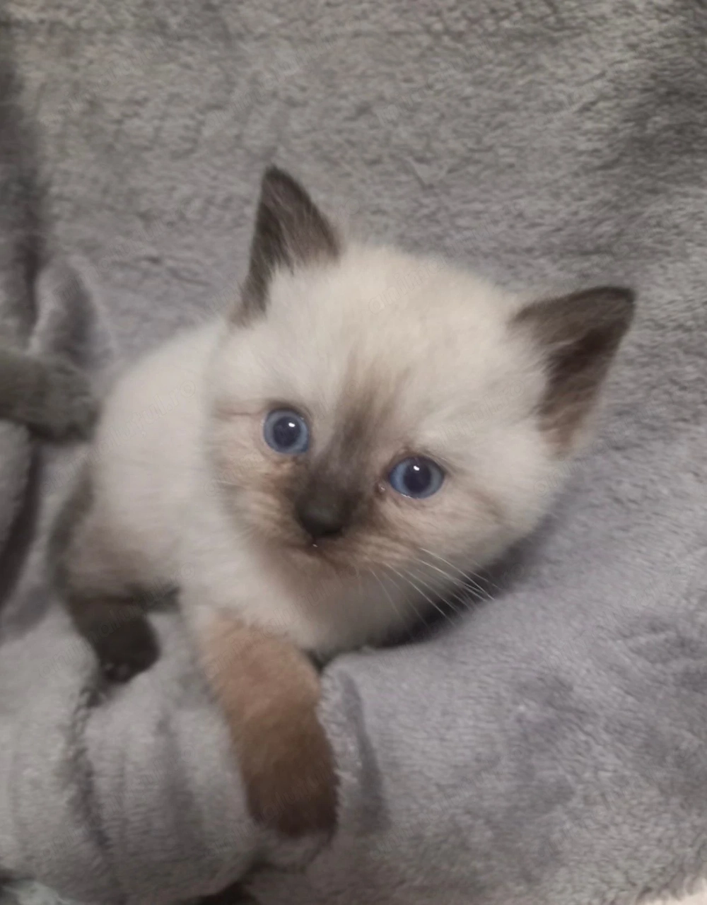 Ragdoll fetița și baietel 900 lei