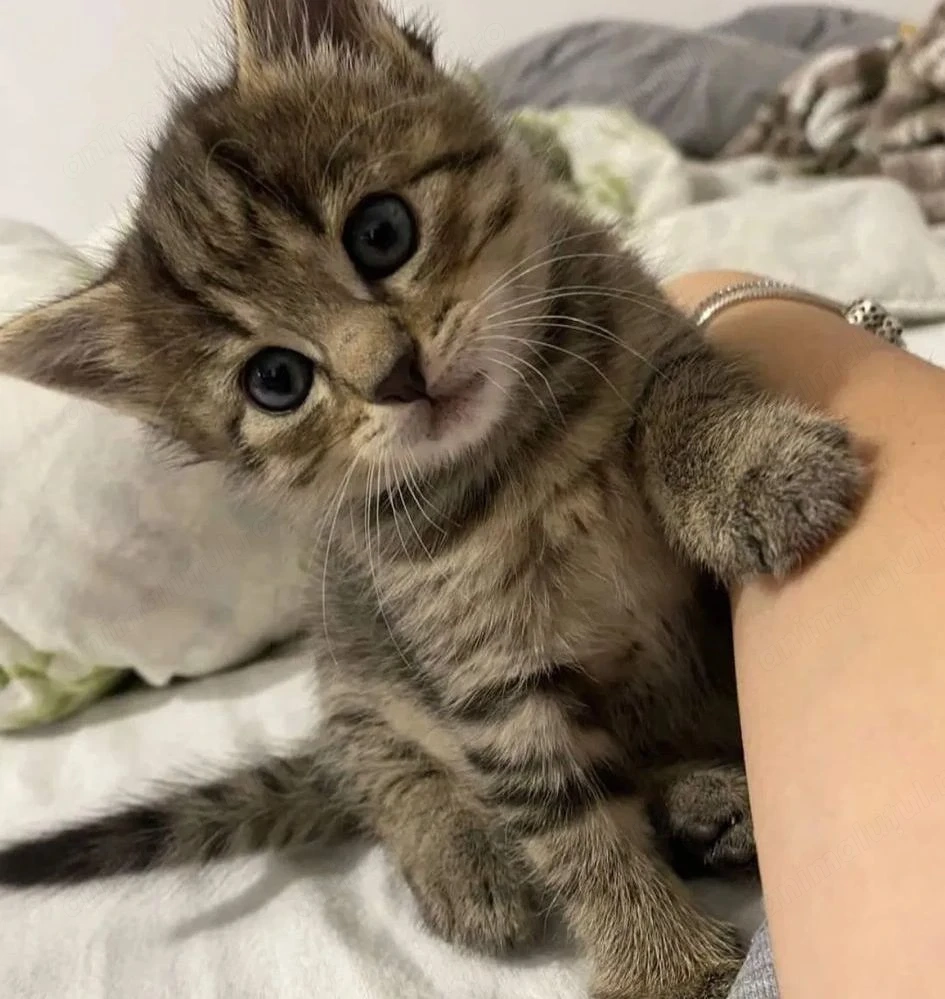 British shorthair băiețel 500 lei