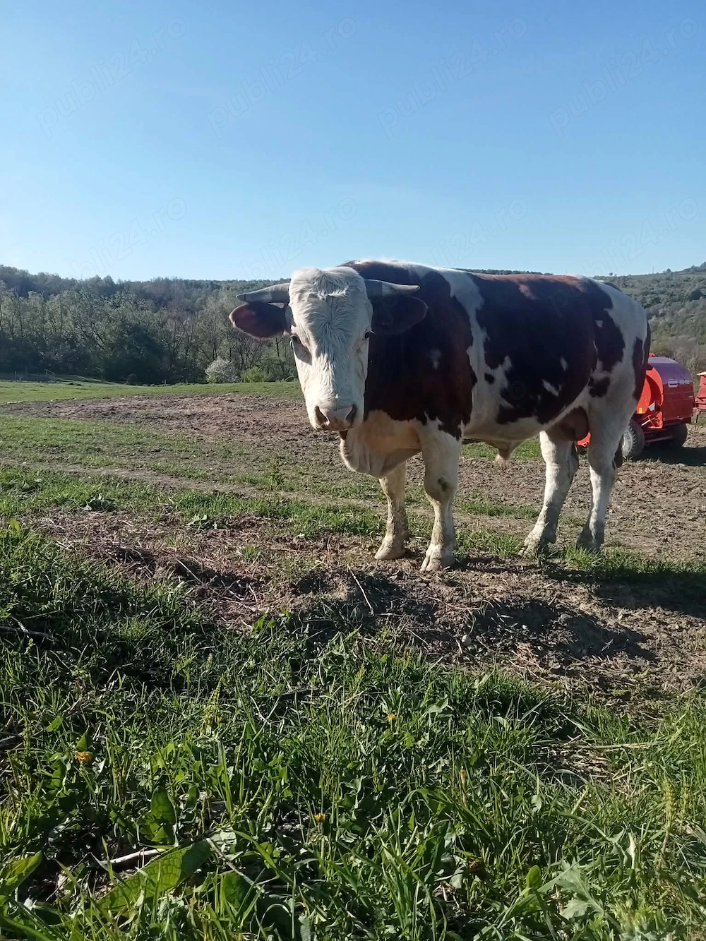 Vând taur cu origine