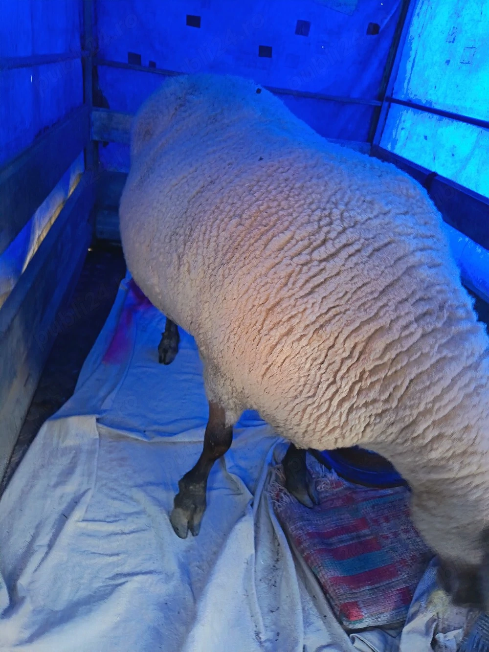 Oaie pentru sacrificat 