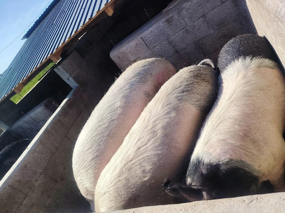 Disponibili pentru sacrificare