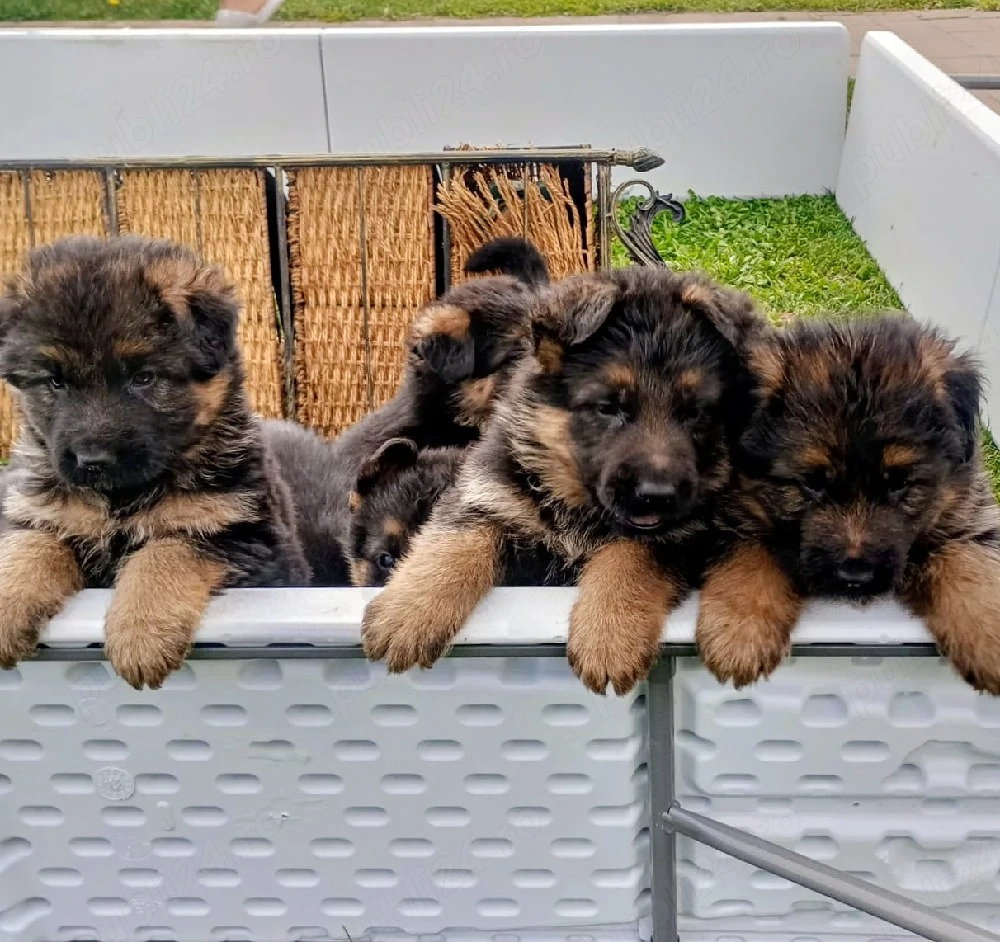 Catei Ciobanesc German