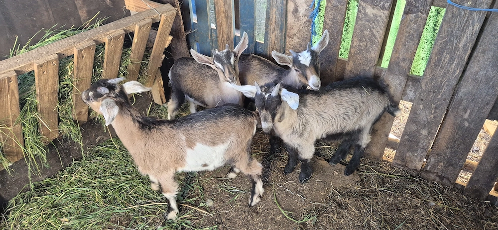 Vand 4 iezi si 2 capre