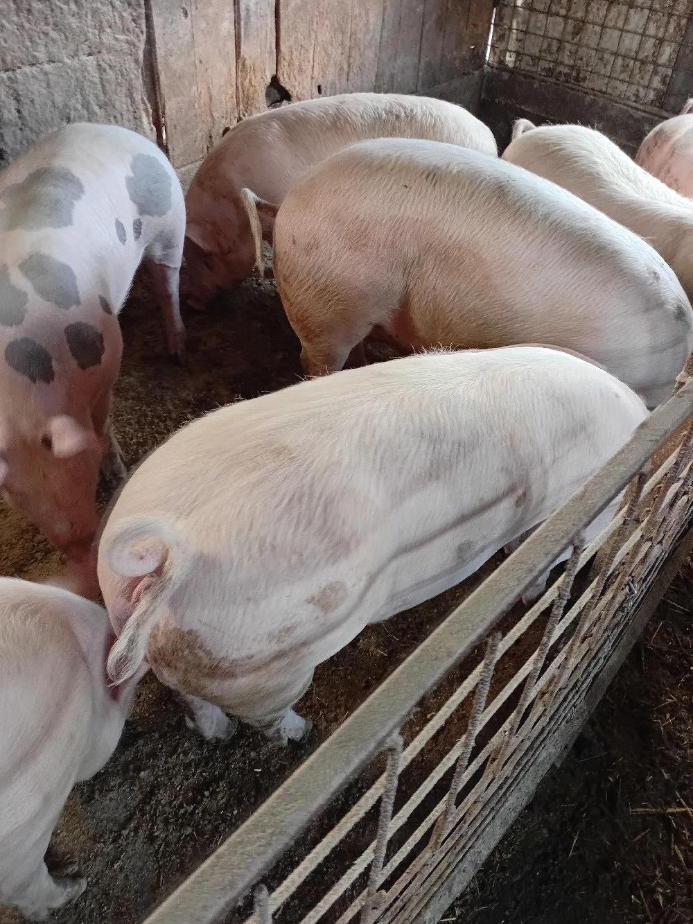 Porci de vanzare 